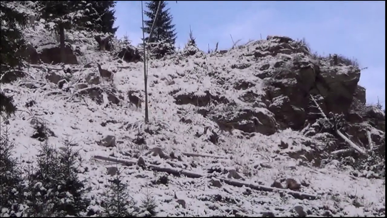 Hoinar prin munți - natura sub mantaua de nea