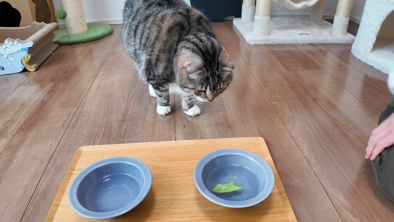 水の器にレタスを浮かべると猫が水を飲んでくれる説を検証した結果🤣🤣🤣