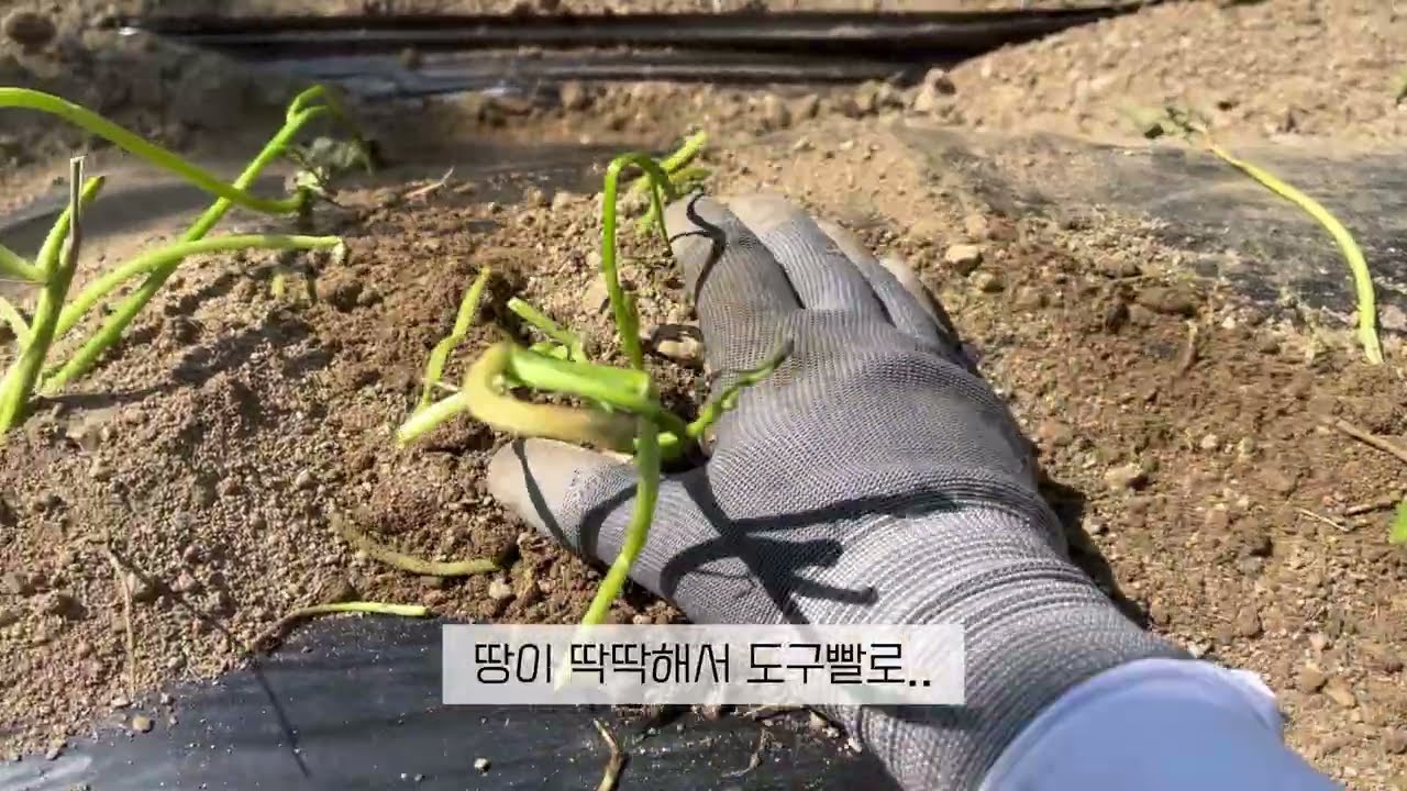돌아오는 고구마 시즌 일상🍠 고구마 종순ㅣ고구마 심기