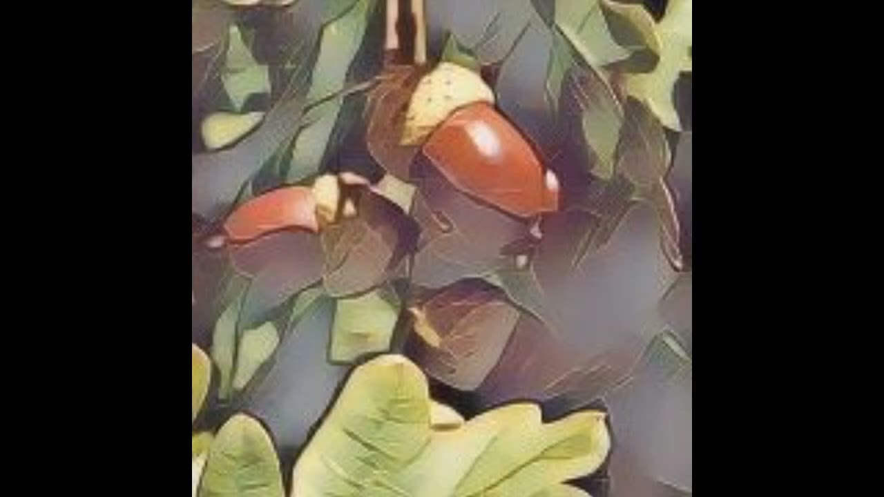 The Hedge Craft – OAK Quercus robur