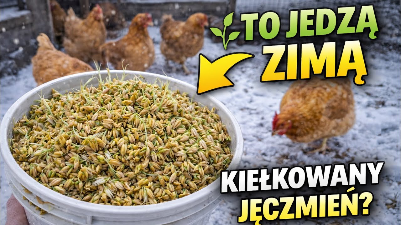 Zimowe dokarmianie kur 🐔 Kiełkowany jęczmień – dlaczego warto?