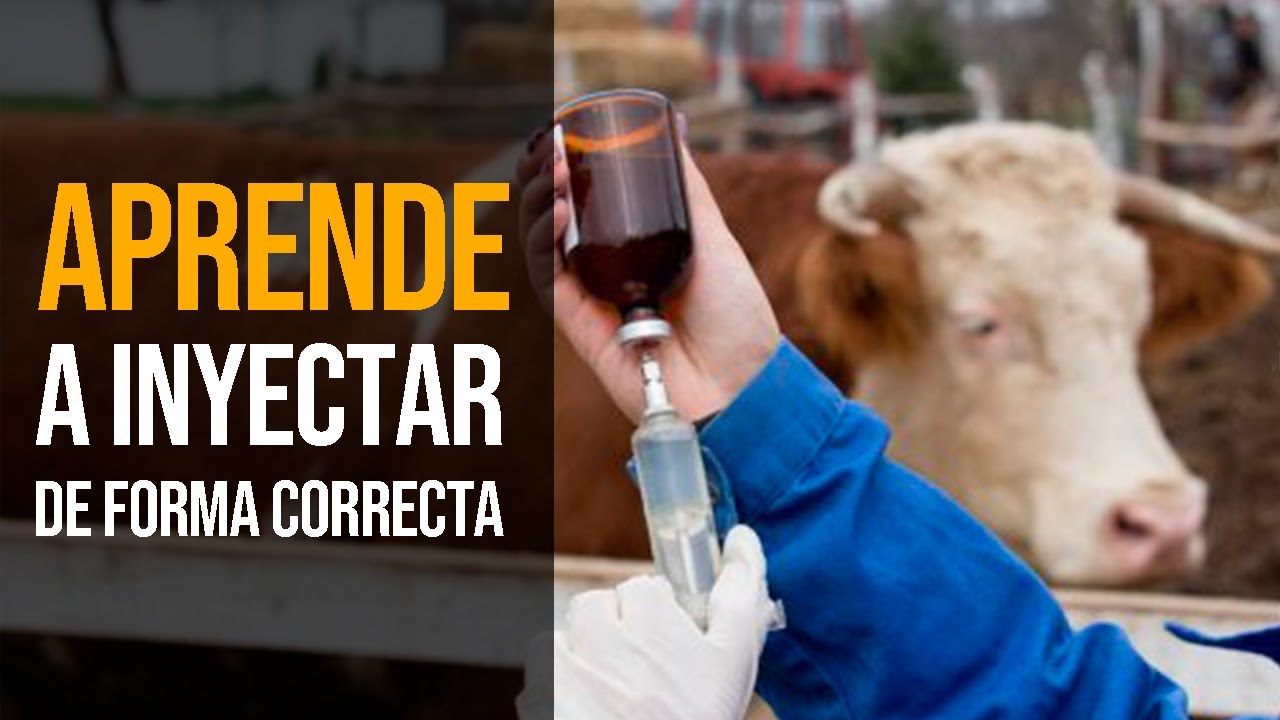 APRENDE a inyectar FACIL tu GANADO  // 3 formas correctas DE HACERLO