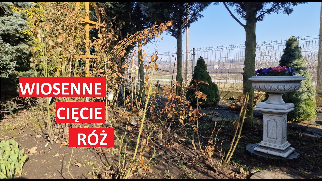 Wiosenne cięcie róż: rabatowe, parkowe, wielkokwiatowe, pnące. |Ogród Jadzi #306