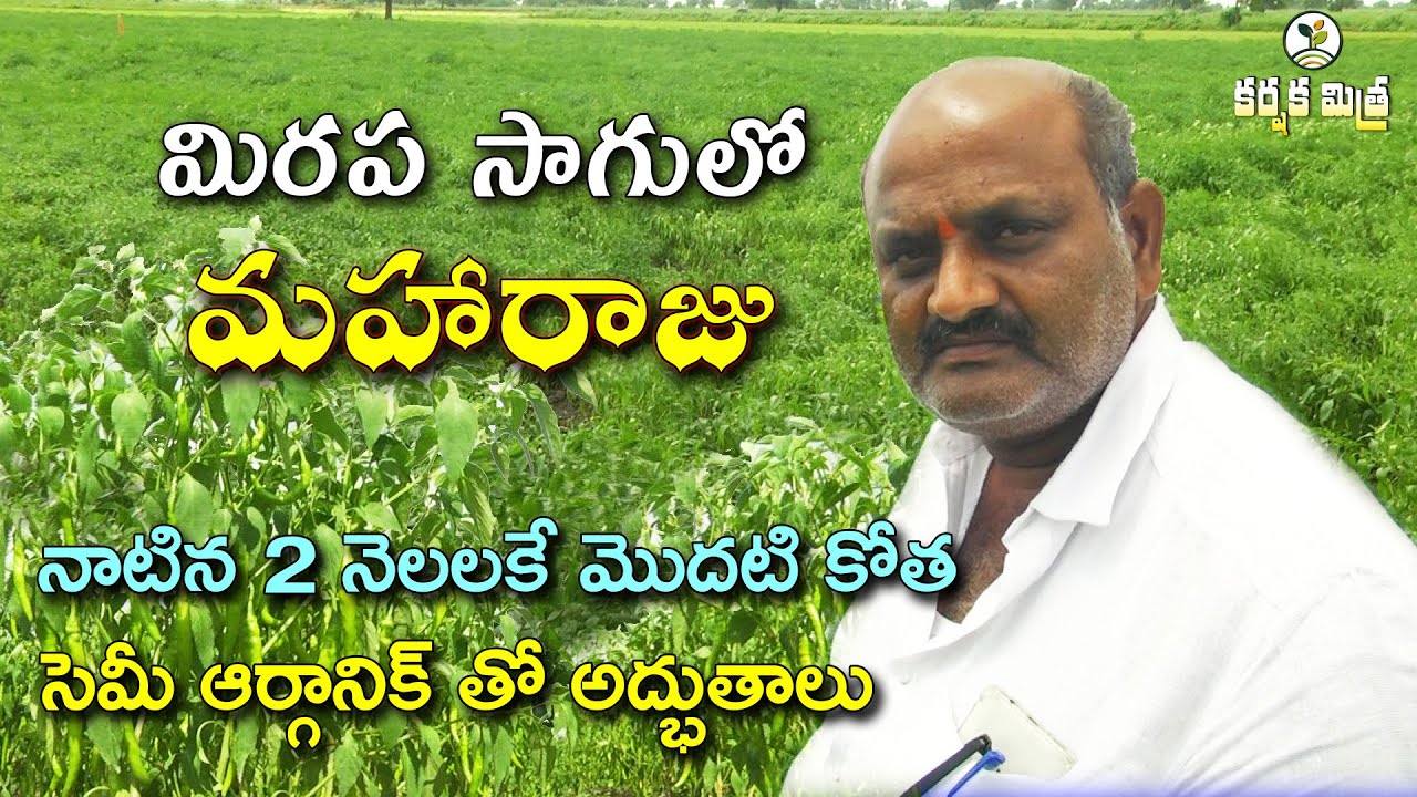 మిర్చి పంటలో అద్భుతాలు చేస్తున్న ఆదర్శ రైతు ||Success Story of Chilli  Cultivation || Karshaka Mitra