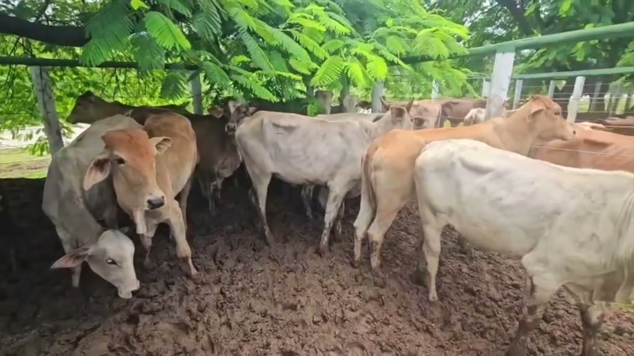 PRÉVIA LOTES LEILÃO - 10 DE FEVEREIRO - IGARATINGA/MG