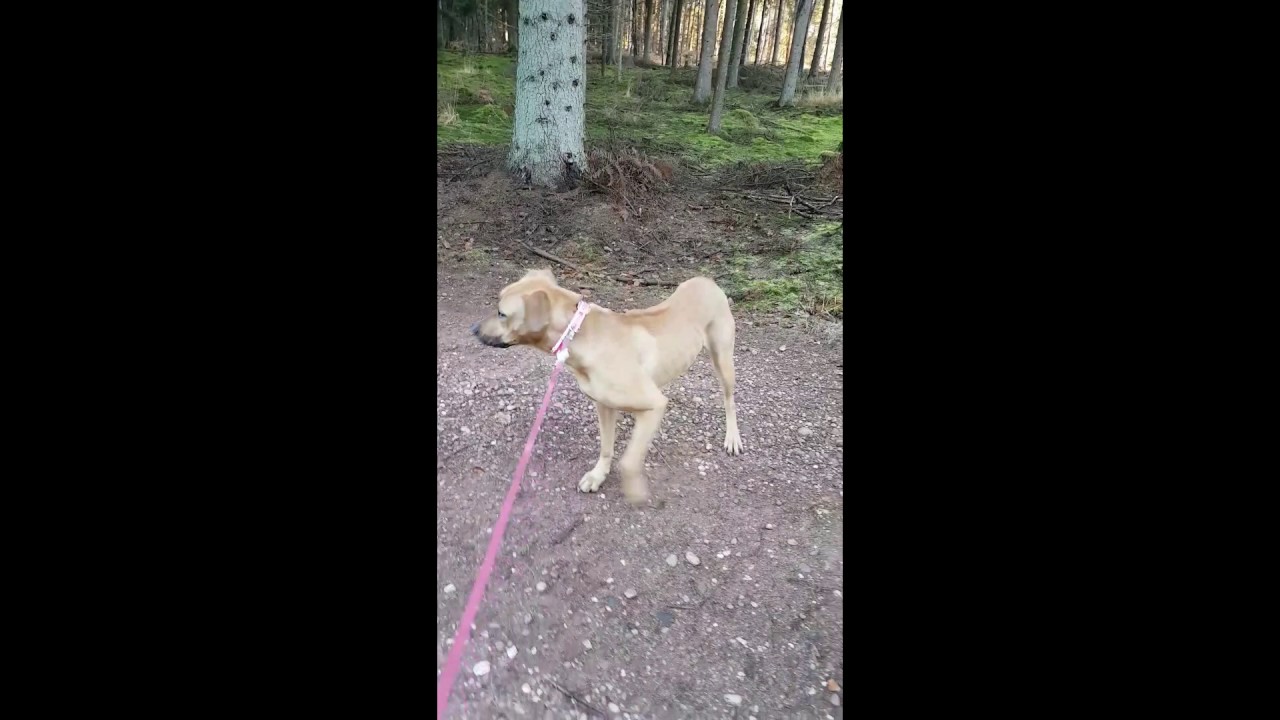 Körpersprache der Hunde Teil 1.4