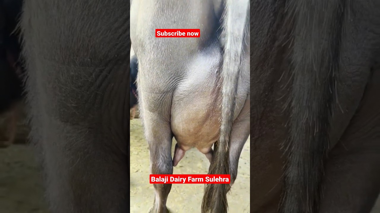 Top udder quality #viral #dairyfarmers #buffalo #shortvideos #ytshort