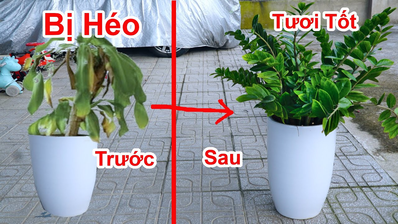 C&acirc;y Bị H&eacute;o Chết H&atilde;y D&ugrave;ng c&aacute;ch N&agrave;y C&acirc;y Sẽ Tươi Tốt Trở Lại / C&aacute;ch L&agrave;m Cho Đất Nhiều Chất Dinh Dưỡng
