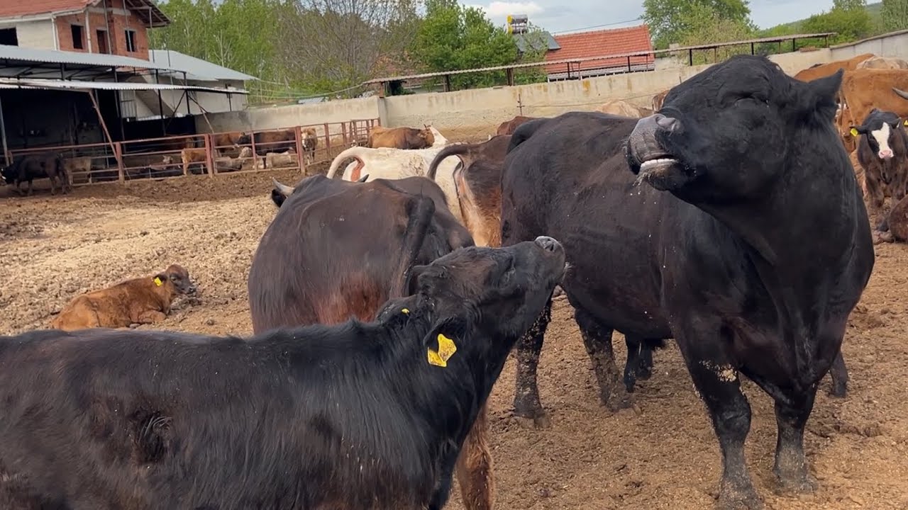 ANGUS BULL 🔥🔥🔥