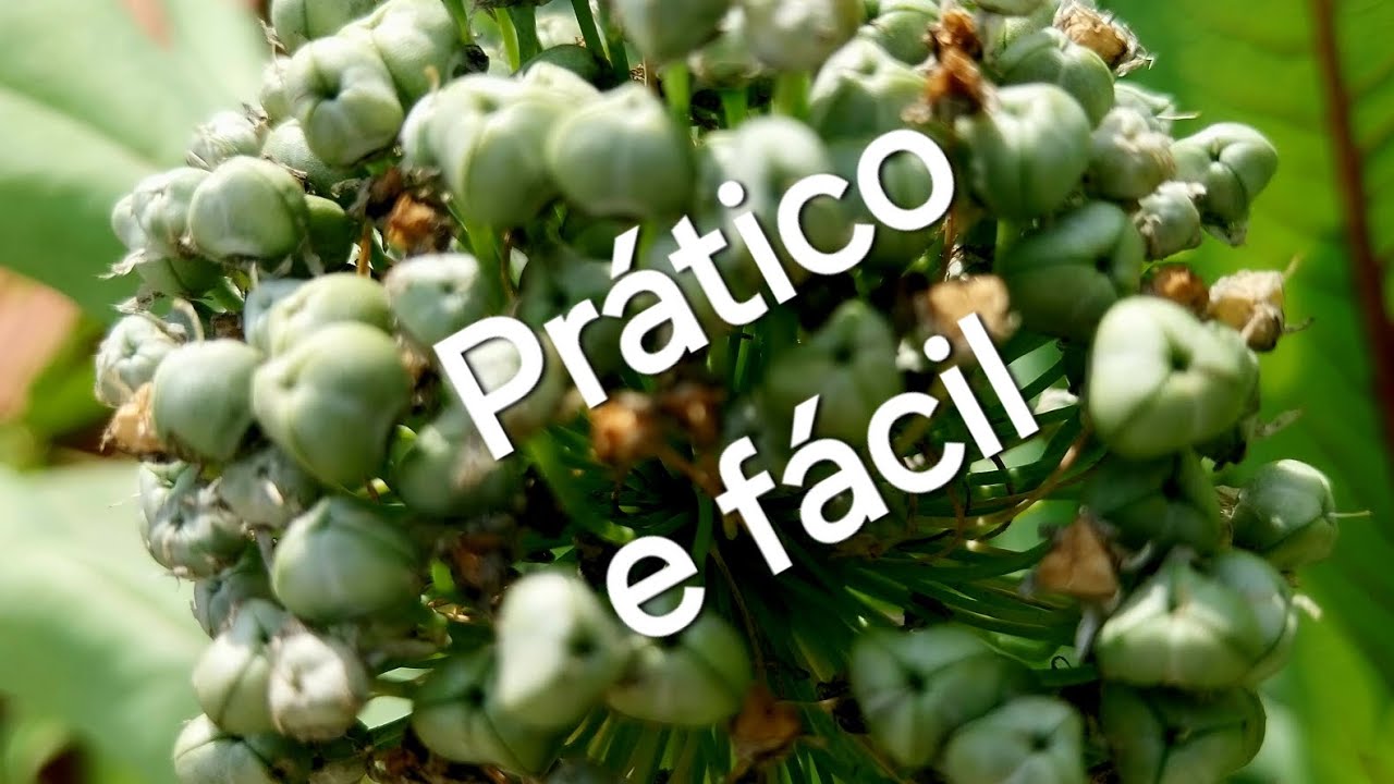Semeando cebolinha da cebolinha e congelar.