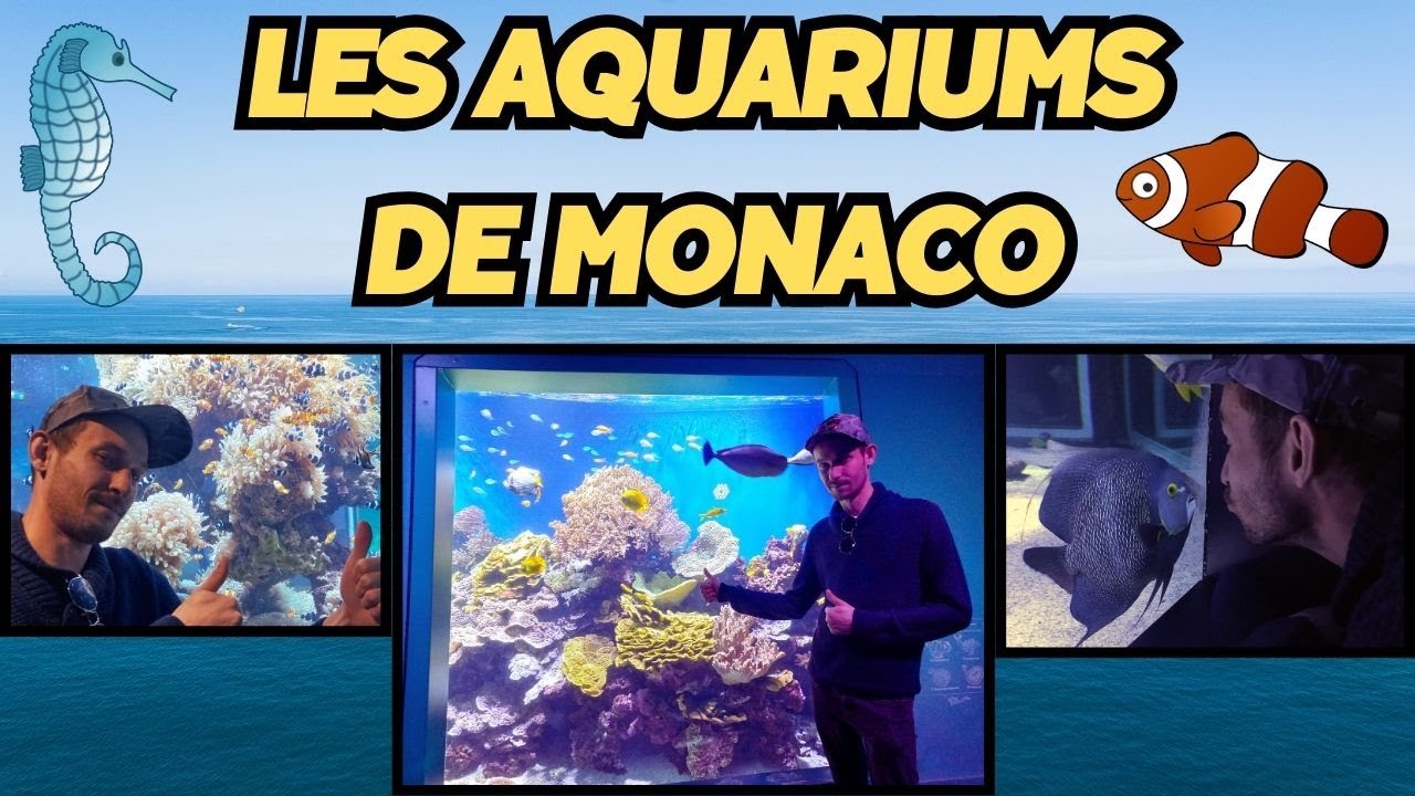 aquarium eau de mer de Monaco, espèces, maintenance, partie technique, visite centre océanographique