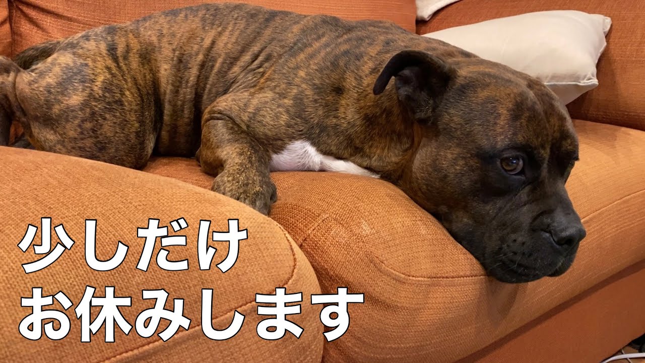 【お知らせ】愛犬コテツの様子がおかしいのでお話しします