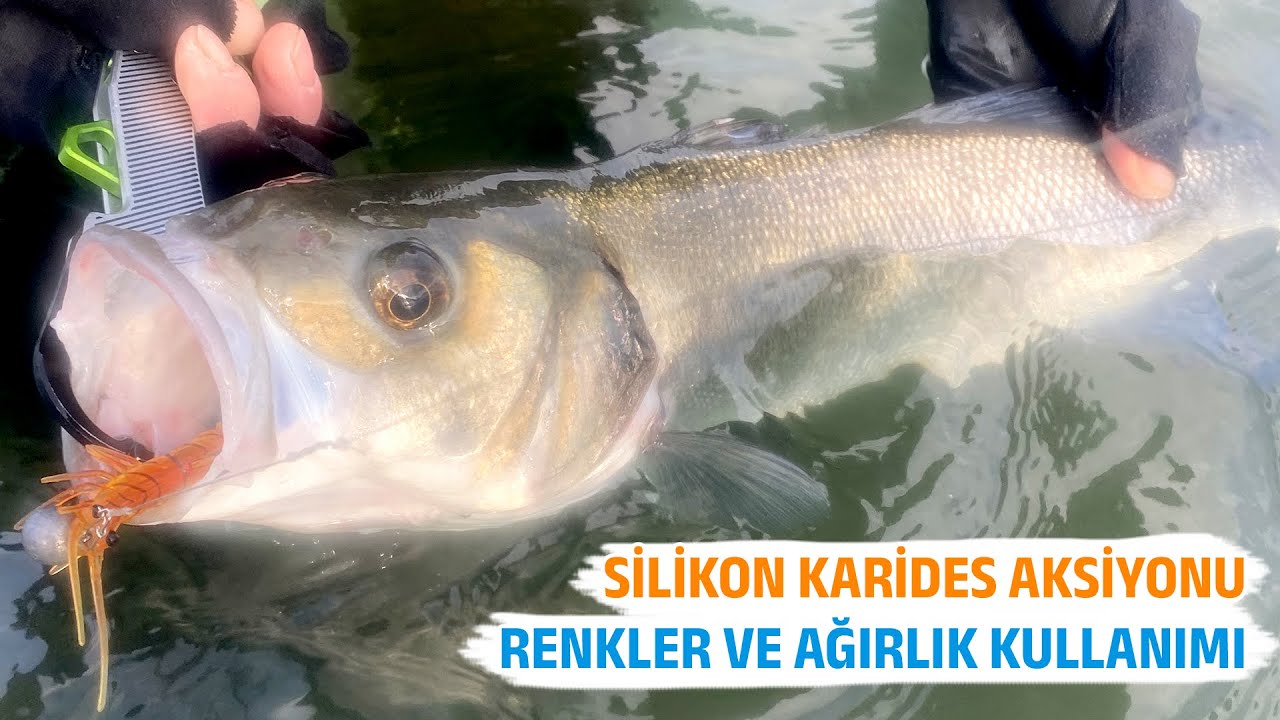 SİLİKON KARİDES DROP SHOT AKSİYONU, RENKLER VE AĞIRLIK KULLANIMI