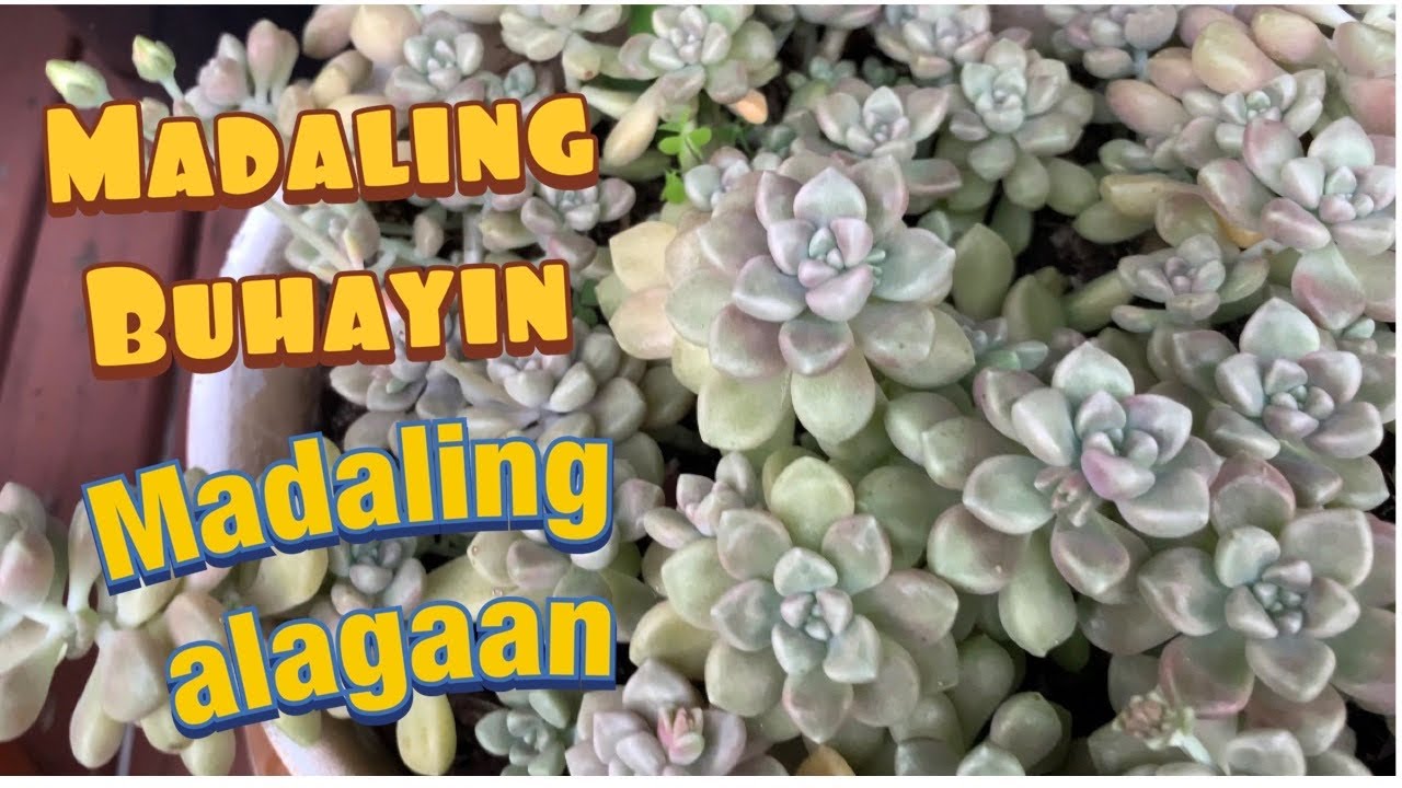 Care tips ng Graptopetalum Mendozae