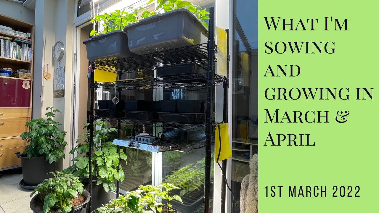 What I'm sowing and growing in March and April | what to sow in March | what to sow in April