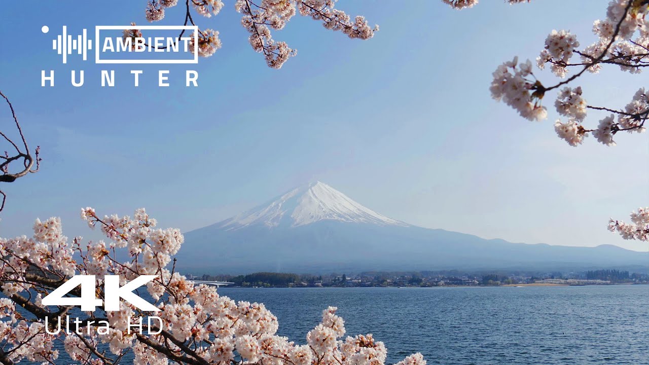 Sakura Bloom at Mt. Fuji | 2 Hours of Relaxing Nature Sounds in Japan [4K]