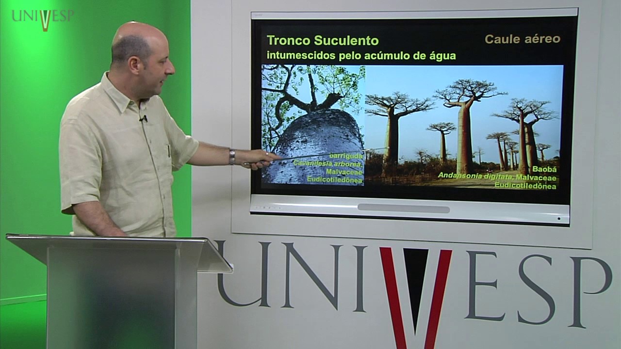 Morfologia Vegetal - Aula 12 - Caule - Morfologia