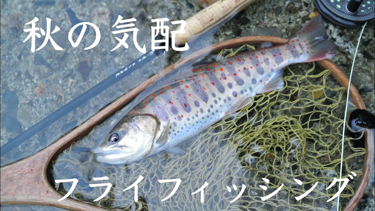 時間をずらして入り直すコト #フライフィッシング #flyfishing #渓流 #イワナ #アマゴ