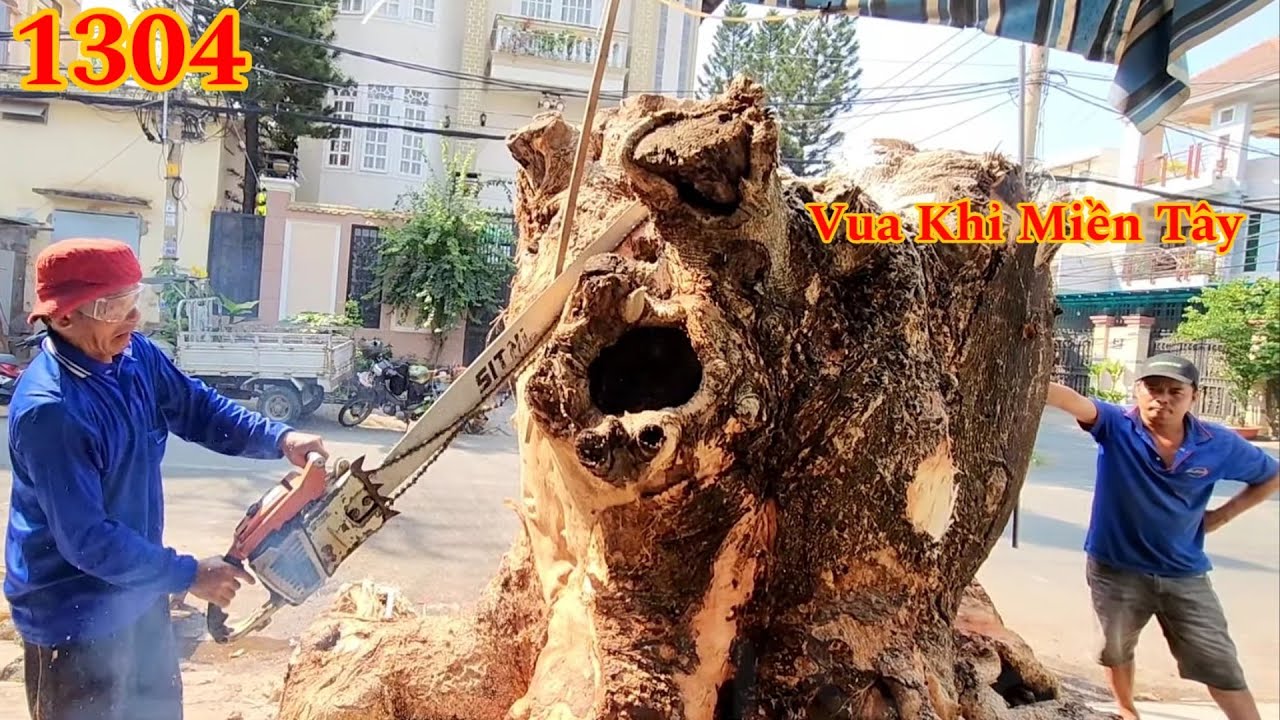 Vua Khỉ nhăn mặt khi cưa xả gốc cây Điệp Hoa Vàng cả 100 năm tuổi Cutting tree