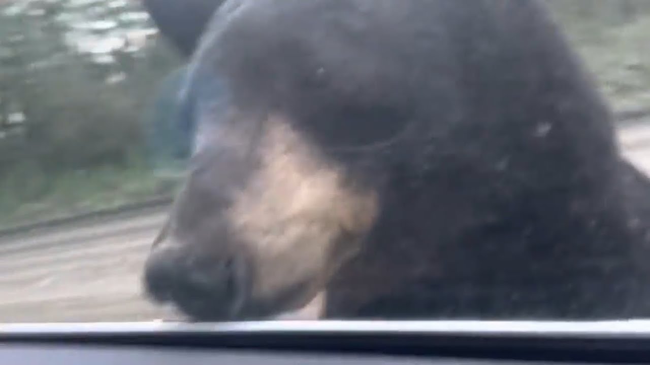  I Was Watching Baby Bears… Then Mama Bear Appeared Behind Me