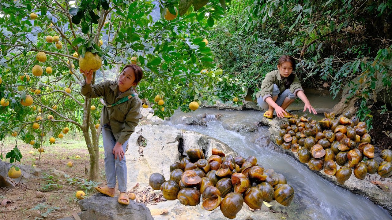 Catch giant stream snails, pick grapefruit in the garden. cook snails into delicious food