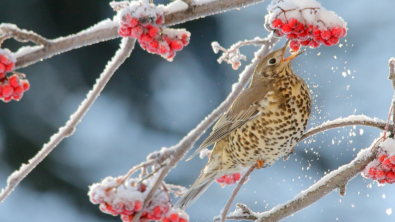 Mistle Thrush birds on a rowan tree in winter