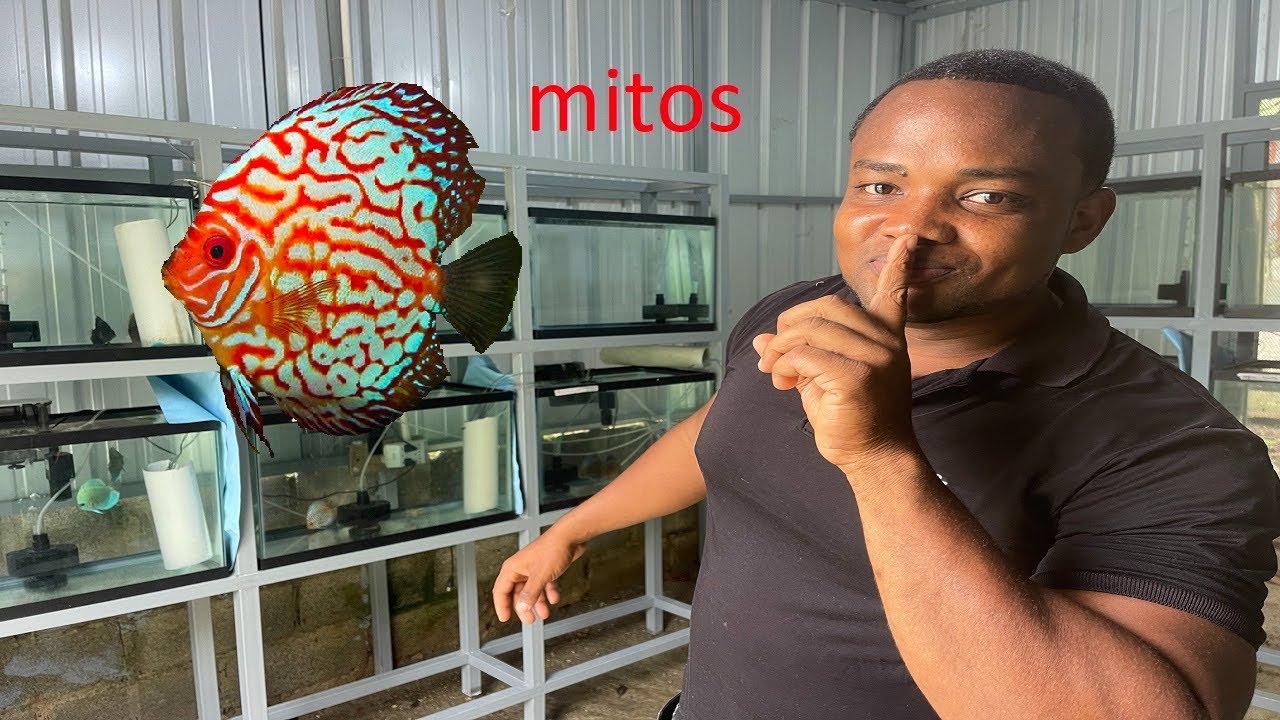 Rompiendo mitos de los peces disco parte1