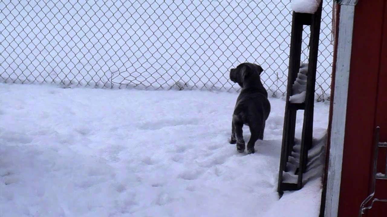 Furio the Cane Corso in the snow
