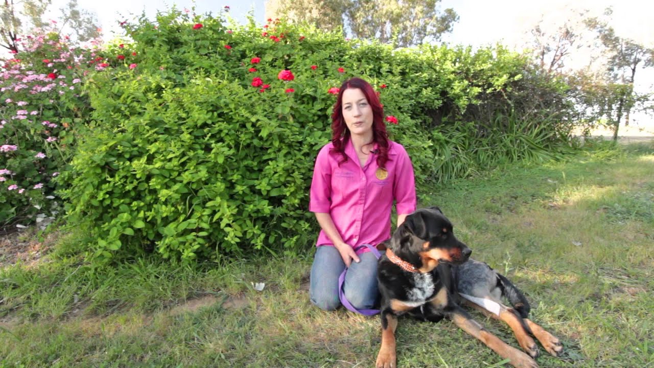 CCMRT&reg; - Canine and Cat Muscle Release Therapy