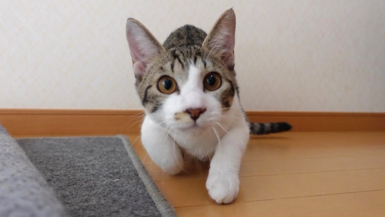 11月なのに夏日だった日の猫たちの様子です