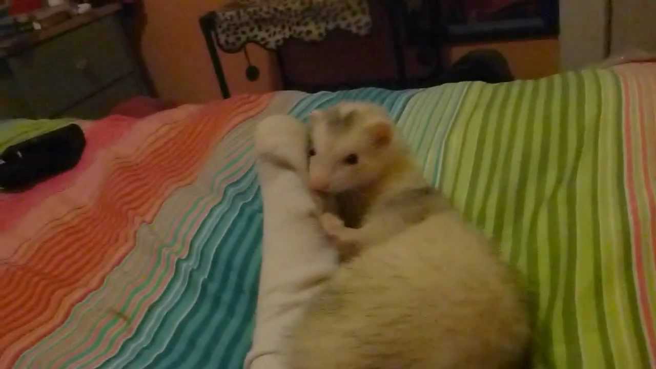 Trying to wear out the new ferret so I can get to bed!