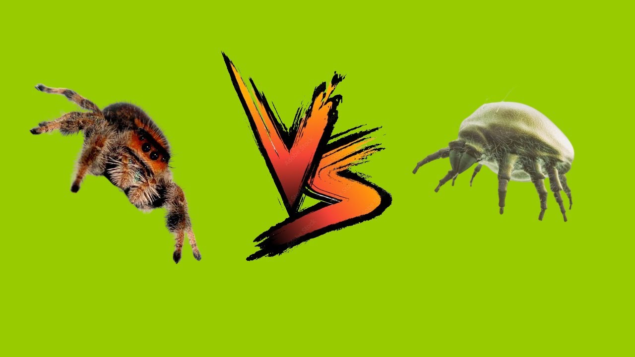 ACARIENS VS PHIDIPPUS