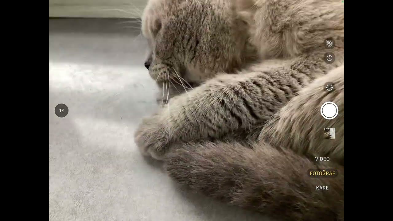 Kedi sevme videosu 2