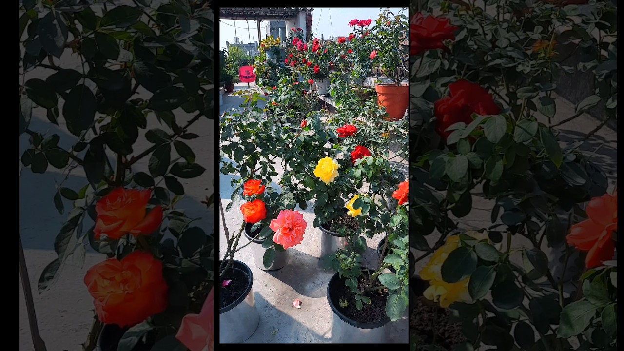 rose collection | colours of roses | beautiful garden | #rose #flowers #garden