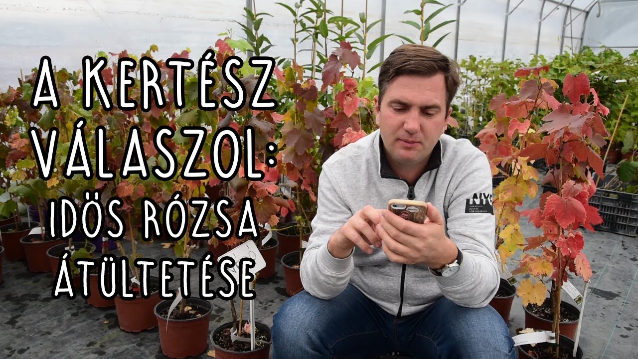 A kertész válaszol: Idős rózsa átültetése