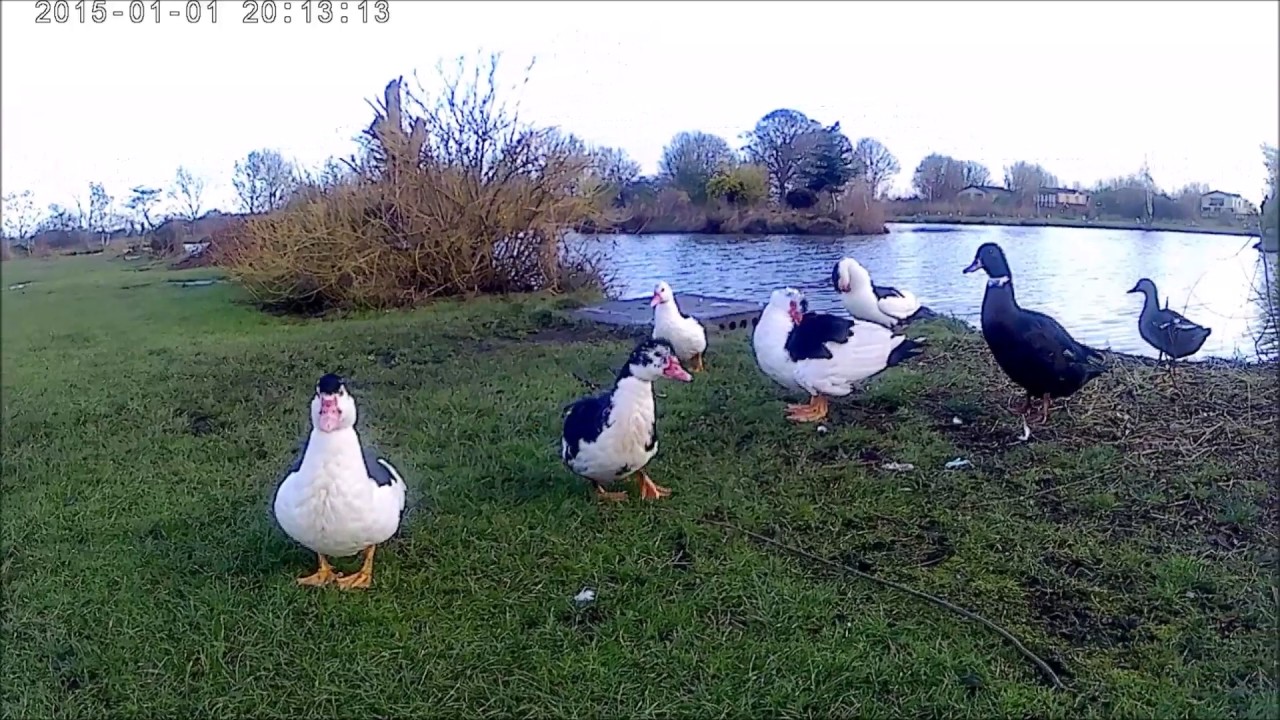 Lindholme Bonsai Lake