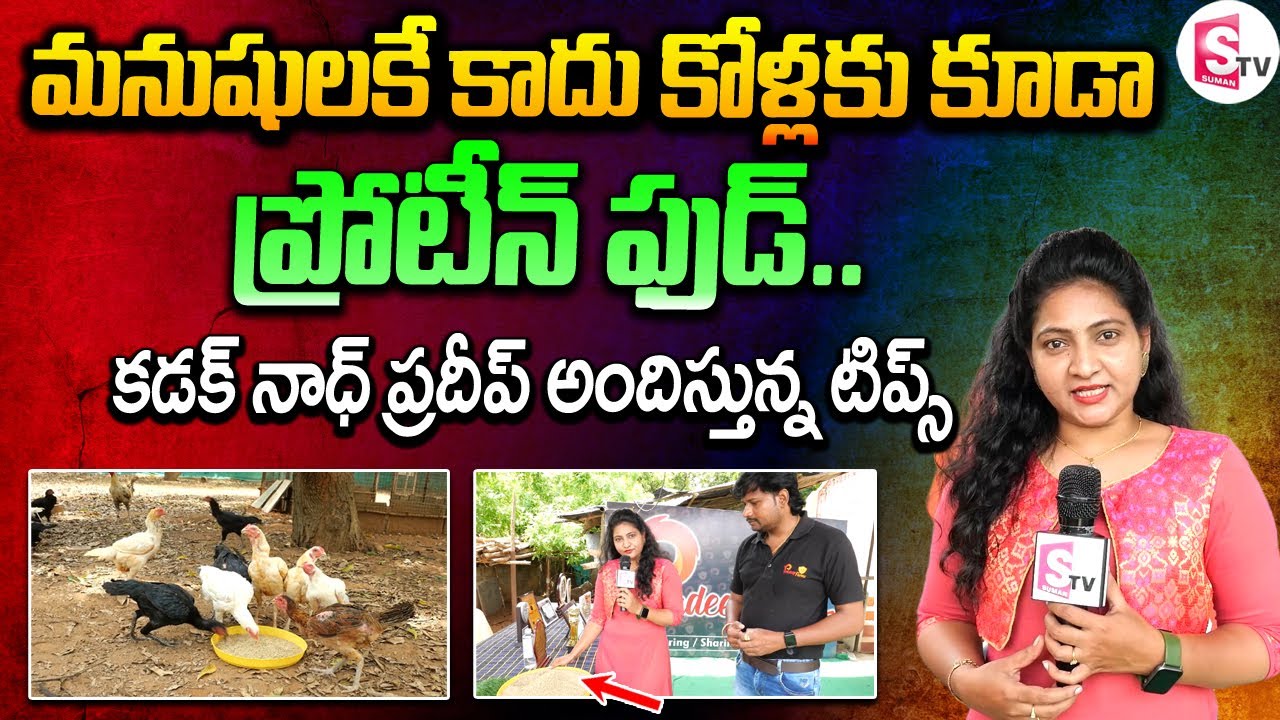 కోళ్లకు మంచి ప్రోటీన్ ఫుడ్ | Best Protein Food For Hens | Kadaknath Pradeep Poultry Farm
