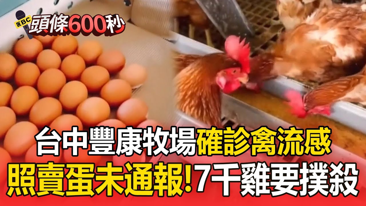 台中豐康牧場「確診禽流感」雞蛋照賣！「7千隻雞要撲殺」業者隱匿未通報最重罰百萬【頭條600秒】