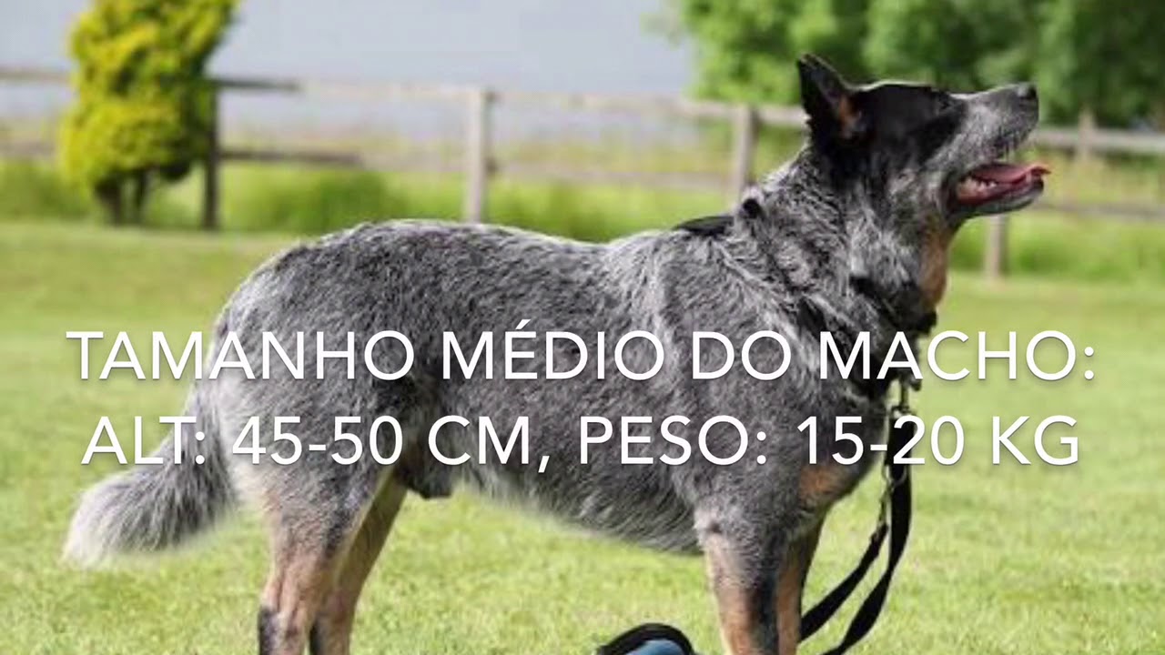 Caracter&iacute;sticas do Australian Cattle Dog (Boiadeiro Australiano)