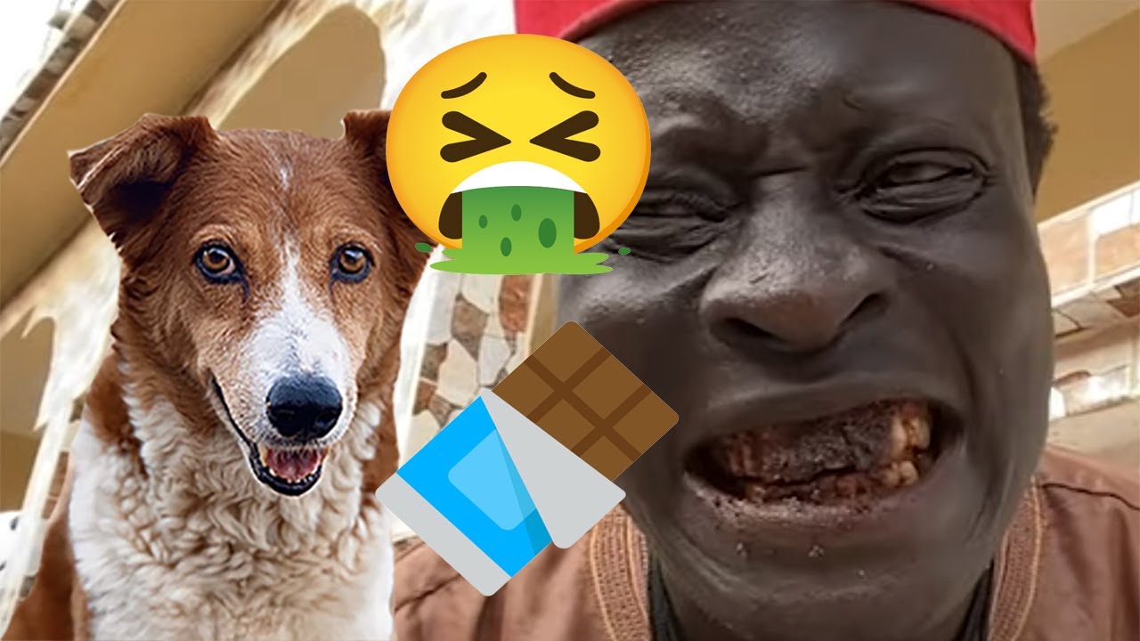 Thiapa lekk na dëy yi ⛔️🐕🍫💩Croquette - ep23