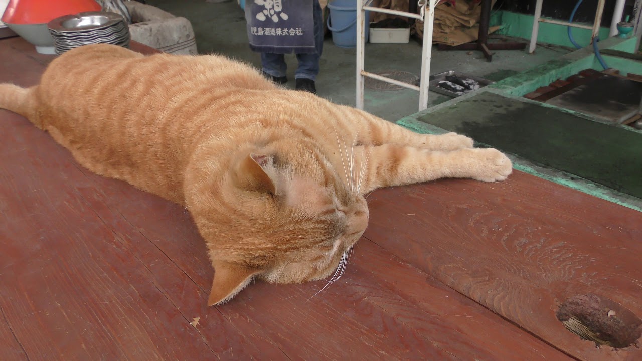 ねこ園長の『さんた』 (宇都宮動物園) 2018年4月30日