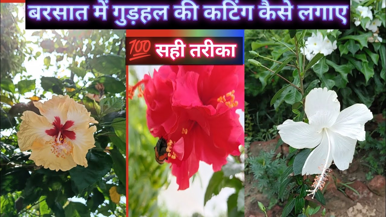How To Grow Hibiscus Plant from cutting||कटिंग लगाने का सही तरीका 💯