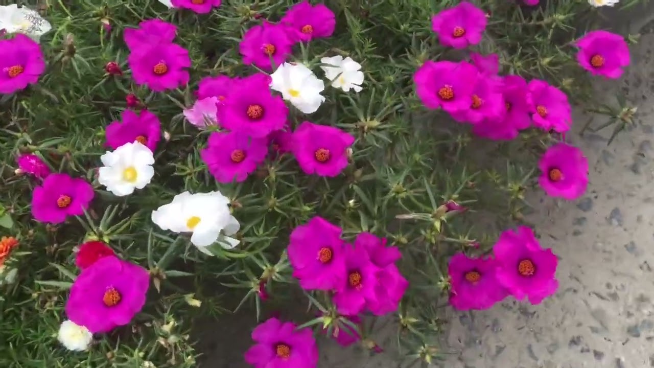 hoa mườ giờ nhà trồng rose yêu nhân