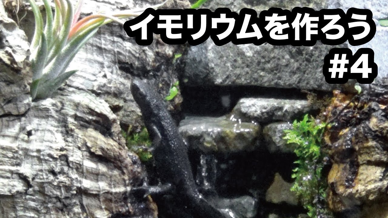 イモリウムを作ろう#4『イモリ、引っ越す』