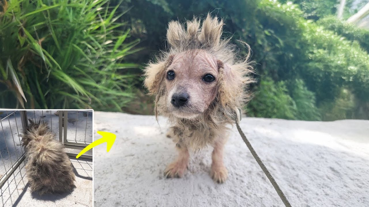 Only 2 Months Old, the Puppy Lost Its Entire Family – Locked Up and Desperate
