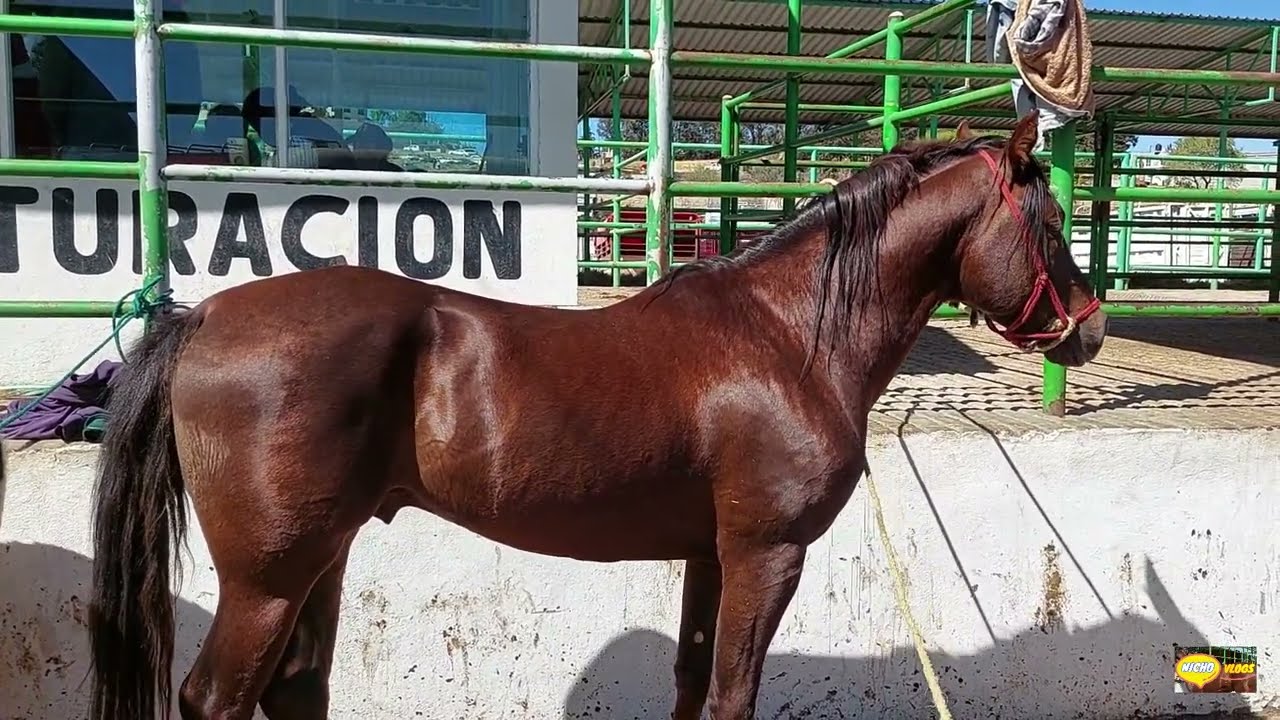 MERCADO DE GANADO EL PUENTE DE SAN BERNABE-LOS MEJORES CABALLOS DE ALMOLOYA DE JUAREZ-SOLO LO MEJOR.