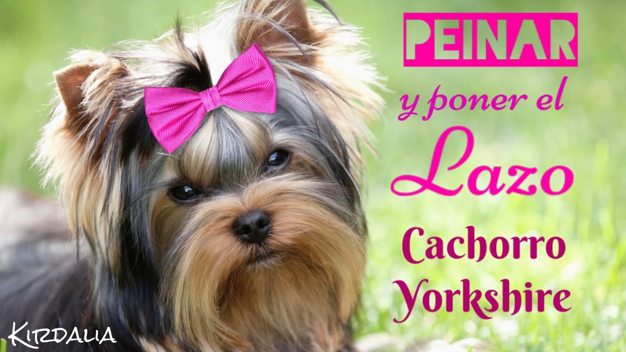 PEINAR y PONER el LAZO al Yorkshire Terrier 🎀