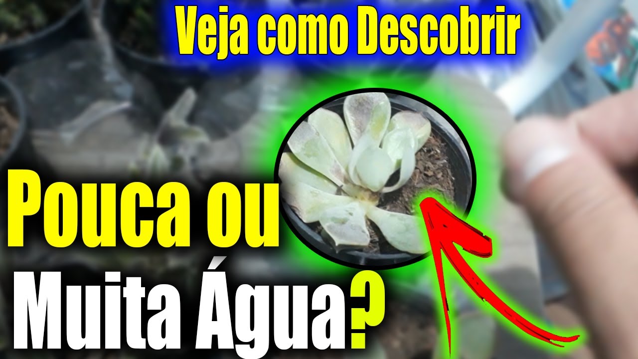 Suculenta gosta de água ou não, como regar suculenta e saber se é pouca água ou muita água