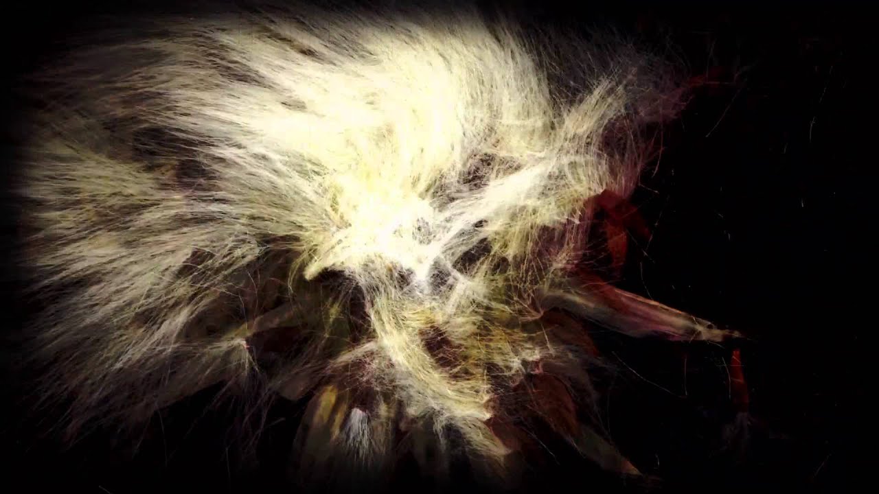 逆流 NiLiu - 落花 (Official Lyrics Video)
