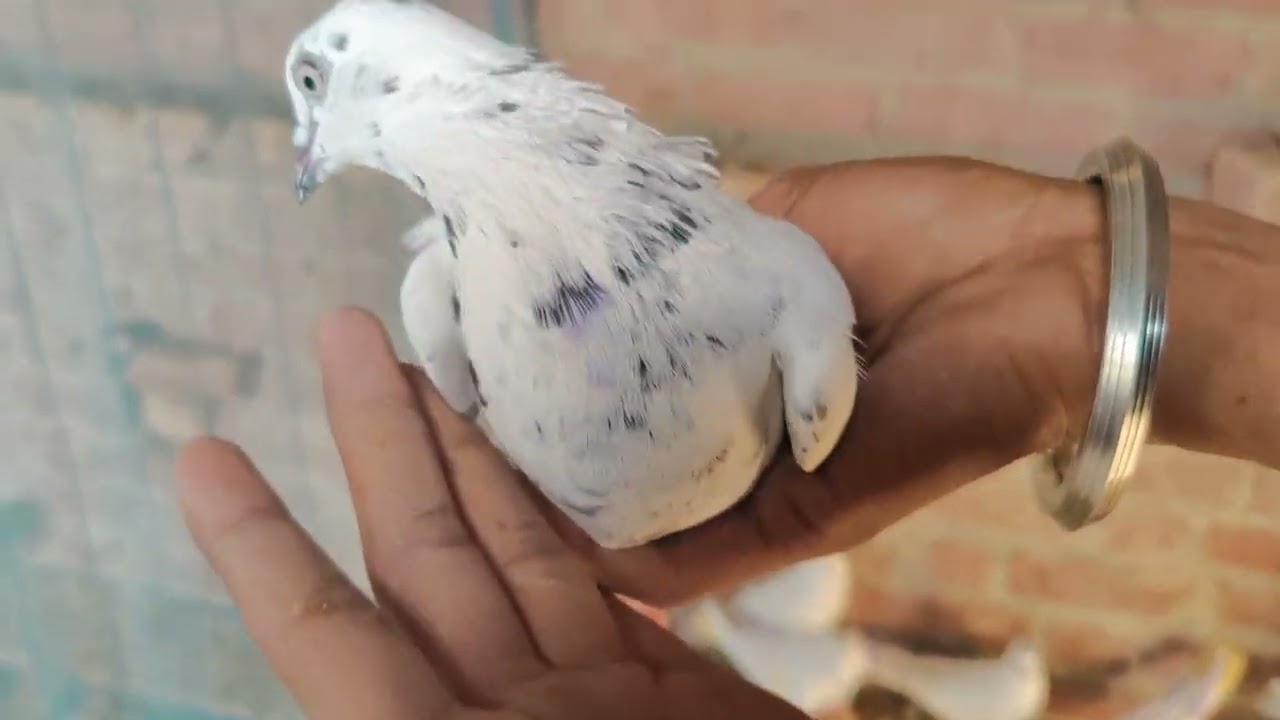 2025 ke rasing kabutar punjabi  punnu wali nasal #video #pigeon#